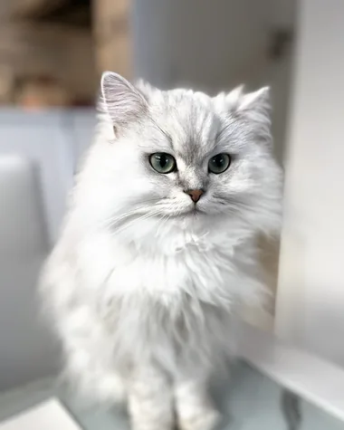エリザベス