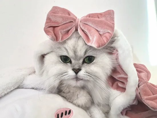 ぽむたん（ぽむちゃん）｜チンチラシルバー・その1