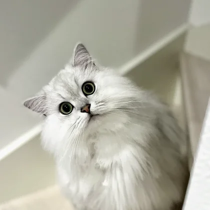 ローズ