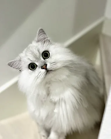 ローズ