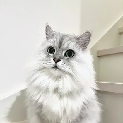 シェリー