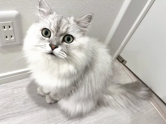 シェリー（シェリーちゃん）｜チンチラシルバー・その1
