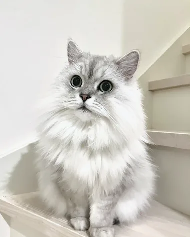 シェリー