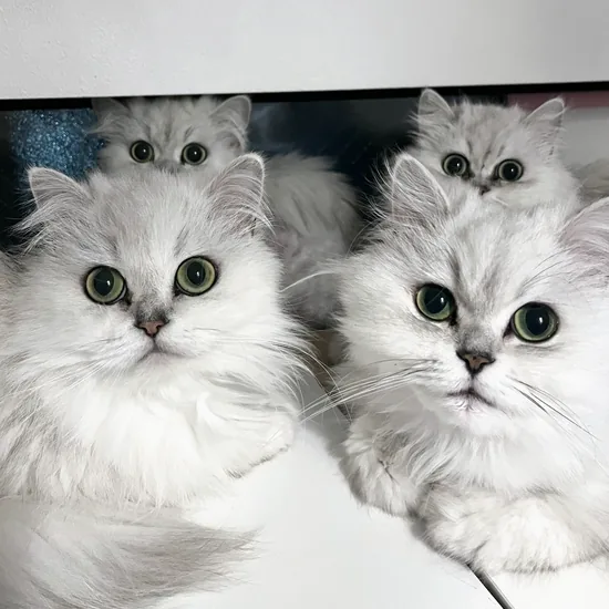 みんなの写真