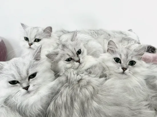 チンチラシルバー12匹の集合写真 その9