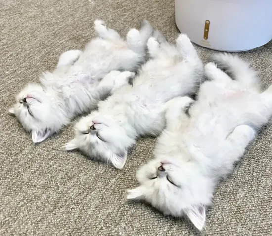 チンチラシルバー12匹の集合写真 その18