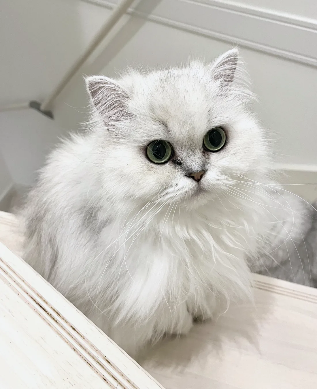 シャルちゃん
