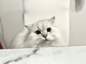 レオナルド